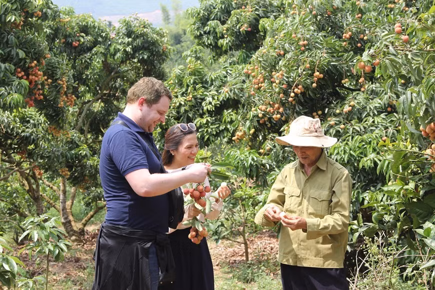 El distrito de Luc Ngan dedicará este año más de 90 hectáreas con una producción de 500 toneladas de lichi para el mercado de Japón (Foto: VNA)