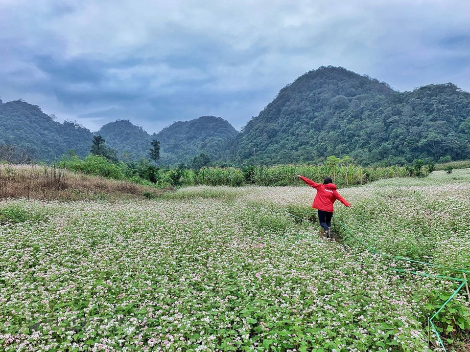 Quienes vengan a Ha Giang pero no hayan dedicado el tiempo de visitar el campo de flores de alforfón se arrepentirán al regresar (Foto: Xuan Mai / Vetnam +)