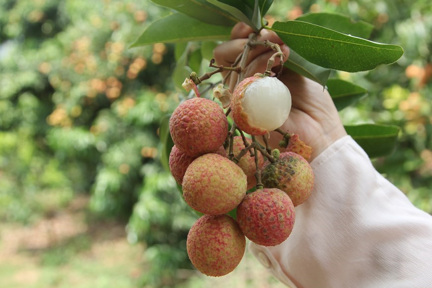 Para ganar una posición en un mercado tan exigente como Japón, los productores locales de lichi Thieu deben cumplir los requisitos estrictos, ya que la fruta se debe cultivar en huertos bajo la supervisión de especialistas del Departamento de Protección Fitosanitaria y poseer códigos de rastreo de origen. (Foto: VNA)