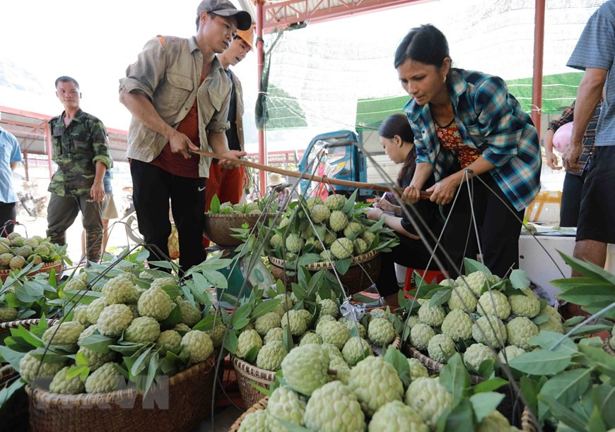 El anón Chi Lang se venden en el mercado homónimo, en la provincia de Lang Son. (Fuente:VNA) 