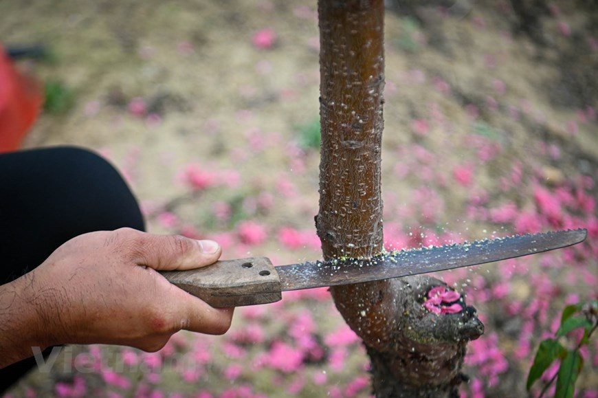Desde la mañana a la tarde, numerosos grupos de personas visitan los jardines de melocotón para elegir las ramas más bellas de esa planta. Los precios podrían variar de 100 a 700 dólares cada uno, mientras que algunos jardineros en Nhat Tan pierden su siembra en la época de lluvias, lo que podría mantener los precios altos porque los compradores tendrían menos opciones. La agricultora Do Thi Hong, de 54 años de edad, tiene 300 árboles de meloncotoneros. Hasta el momento, ha vendido en su mayoría a las empresas, que tienden a comprar unas semanas antes que las familias para decorar a sus oficios. (Fuente: Minh Son/Vietnam+)
