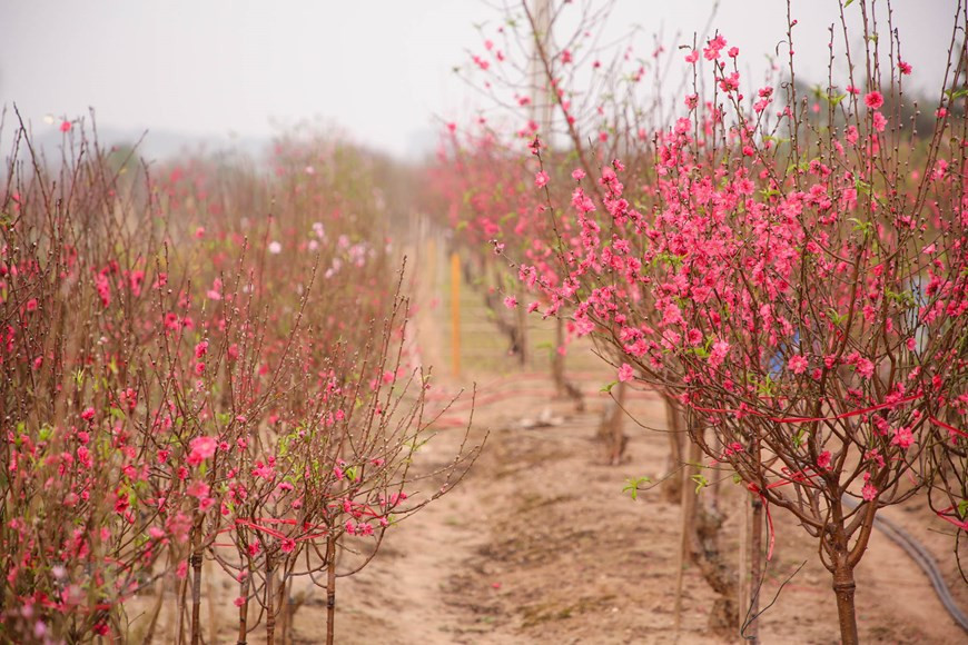 La aldea de Phu Thuong ha ganado fama por sus melocotoneros con flores grandes con colores vibrantes. Los melocotoneros de Phu Thuong siempre están entre los favoritos de la clientela. Como los melocotoneros florecen todos los años (sin alternancia), solo se aseguran que las frecuentes heladas tardías, propias del clima de la huerta, no aparezcan en el periodo de floración o en el de fructificación. Dos o más flores nacen de los retoños en cada lado de la rama de durazno, dándoles un aspecto más llamativo que los árboles de ciruelo, pese a que estos árboles pertenecen a la familia de plantas Rosaceae. (Fuente: Minh Son/Vietnam+)