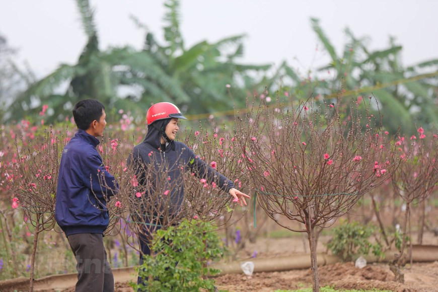Los floricultores siempre dan la bienvenida a los visitantes, quienes pueden seleccionar a sus melocotoneros favoritos o simplemente tomar fotos con las flores. Para los ciudadanos de Hanoi, las flores de durazno es símbolo de una vida pacífica y próspera. A los floricultores les cuesta de seis a ocho años podar los árboles y crearles la forma adecuada, y 10 años para venderlos en el mercado. Con su amor a estos melocotones, artesanos en la aldea de Nhat Tan se han esforzado para conservar las especies únicas de melocotoneros, incluidos el“That Thon”, denominado “el rey de los melocotones”, debido a su belleza peculiar, con el tronco y las ramas robustas. (Fuente: Minh Son/Vietnam+)