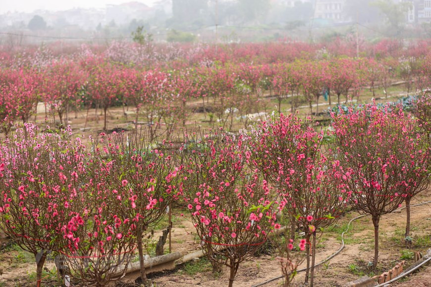 Las flores de melocotón (o durazno, nombre científico: prunus persica) han embellecido las huertas de la aldea de Phu Thuong, de las comunas de Nhat Tan y Quang Ba. Los jardineros suelen buscar maneras de hacer que los árboles de melocotón florezcan temprano, puesto que los ciudadanos de Hanoi tienen la costumbre de comprar ramas de durazno en los fines del año como ofrenda a sus antepasados. Las flores de melocotón poseen varios pétalos de dos colores, rojo pálido y blanco, con un degradado de tonos rosáceos por medio. Representan la indulgencia, la elegancia más pura, el refinamiento, la generosidad y el buen temperamento. (Fuente: Minh Son/Vietnam+)