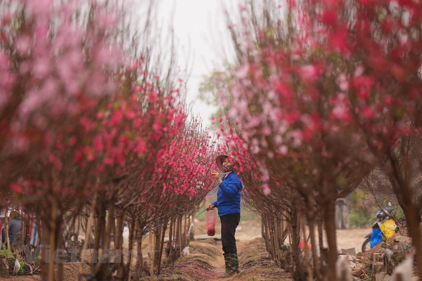 Una floricultura cuida a los melocotoneros. Este oficio requiere de los floricultores esfuerzos, paciencia y meticulosidad, ya que es difícil garantizar que los árboles florezcan justo en vísperas del Tet. La planta requiere un clima cálido para que los brotes puedan crecer y romperse. Los árboles pueden prosperar a temperaturas entre -26 y -30 grados Celsius, sin embargo, las yemas se vuelven menos tolerantes al frío durante el final del invierno. El suelo es importante para cuidar de un árbol duraznero, más aún si el durazno no tiene una buena tierra y lo has plantado desde cero, difícilmente crecerá o dará frutos. Es necesario que el suelo tenga un buen nivel de PH.(Fuente: Minh Son/Vietnam+)