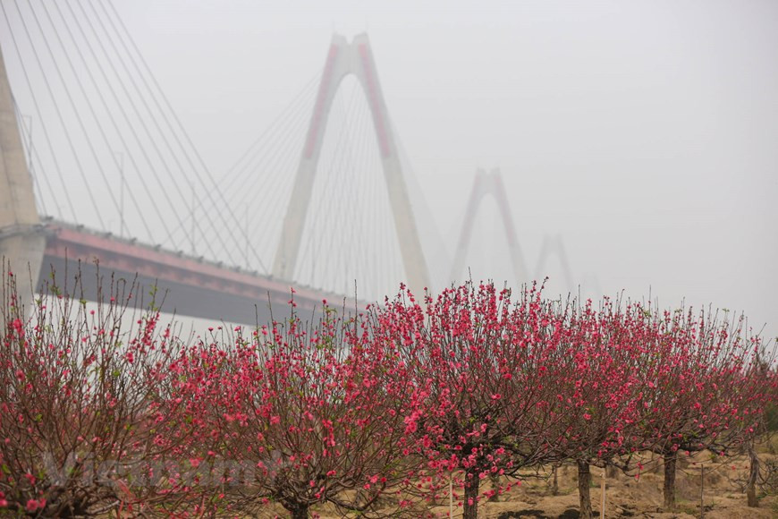 Con motivo del Año Nuevo Lunar (o el Tet), desde finales del mes de noviembre hasta principios de diciembre, las flores de melocotón han brotado debido al prolongado clima cálido. Para los vietnamitas, esta planta simboliza el renacimiento, la suerte, la felicidad y la prosperidad. Por eso, unos 10 o 15 días antes de la Nochevieja, todo el mundo trata de conseguir para su familia, aunque es solo un pequeño kumquat o un ramo de durazno, para adornar la casa junto con otros tipos de flores y plantas ornamentales, con el fin de despedir el año saliente y dar la bienvenida a la nueva etapa. (Fuente: Minh Son/Vietnam+)