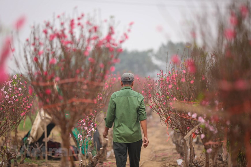 Sólo hay alrededor de 40 a 50 familias dedicadas al cultivo de estas plantas en Phu Thuong, mientras en la aldea Nhat Tan, también en Tay Ho, hay centenares de ellas. Tay Ho es la región más conocida en Hanoi por su tradición de siembra de melocotón ornamental para el Tet, aunque hoy día la superficie de su cultivo se ha reducido notablemente por la urbanización. Para que los brotes florezcan justo en los días del Año Nuevo Lunar, se requiere un año de mucho trabajo en su cultivo, pero el período de venta es de sólo unas pocas semanas. (Fuente: Minh Son/Vietnam+)