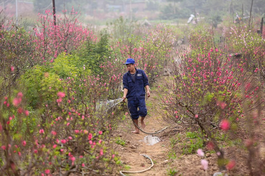 Muchas familias tienen que bombear agua dos veces al día para mantener la humedad del jardín. Si tienen suficiente agua, las flores mantendrán la frescura por más tiempo. La flor del melocotón florece en primavera, sonríe encantadora al mundo y nos ayuda a recordar lo maravilloso de la vida. Los melocotoneros florecen en madera de un año, en ramos mixtos o en chifonas y las flores aparecen solitarias o en parejas, cerca del tallo. Los sépalos son de color púrpura y los pétalos son de color rosado fuerte. Son árboles autocompatibles y autofértiles, por lo tanto no necesitan de otros árboles para fructificar. (Fuente: Minh Son/Vietnam+)