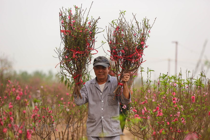 Las flores de melocotón este año tienen una buena cosecha, pero sus precios reducen bruscamente porque se han florecido mucho. Se espera que el oficio del cultivo de durazno siga prosperando, en aras de generar más ganancias a los agricultores. Nguyen Van Duong, otro jardinero en Phu Thuong, expresa su preocupación debido a que la mayoría de la gente sólo los alquila en vez de comprar todo el árbol, al añadir que los costos del cultivo aumentaron en alrededor de 30 a 40 por ciento este año. Mientras tanto, Chu Quang Duc, quien dedicó al cultivo de melocotón más de 20 años de su vida, espera que la situación económica no frene las compras de flores. (Fuente: Minh Son/Vietnam+)