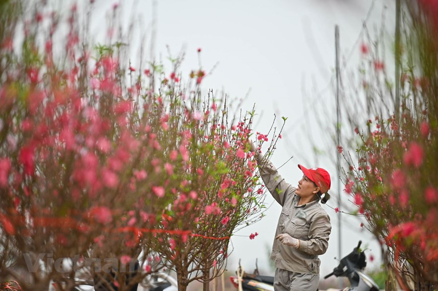 Las personas que se dedican a ese trabajo son en su mayoría de edad madura y avanzada. Se trata de una labor dura. Phuong, una floricultora en la aldea de Phu Thuong, está quitando hojas y flores para estimular la floración de los brotes durante las vacaciones de Tet. Para los jardineros, los días cercanos a la fiesta del Tet son un momento de nervios. Si hace demasiado calor, los brotes florecen muy rápido y si hace demasiado frío, los árboles no pueden florecer. Un hogar invierte cerca de dos mil dólares en un terreno de mil metros cuadrados y espera recibir cinco mil dólares de sus ventas.(Fuente: Minh Son/Vietnam+)
