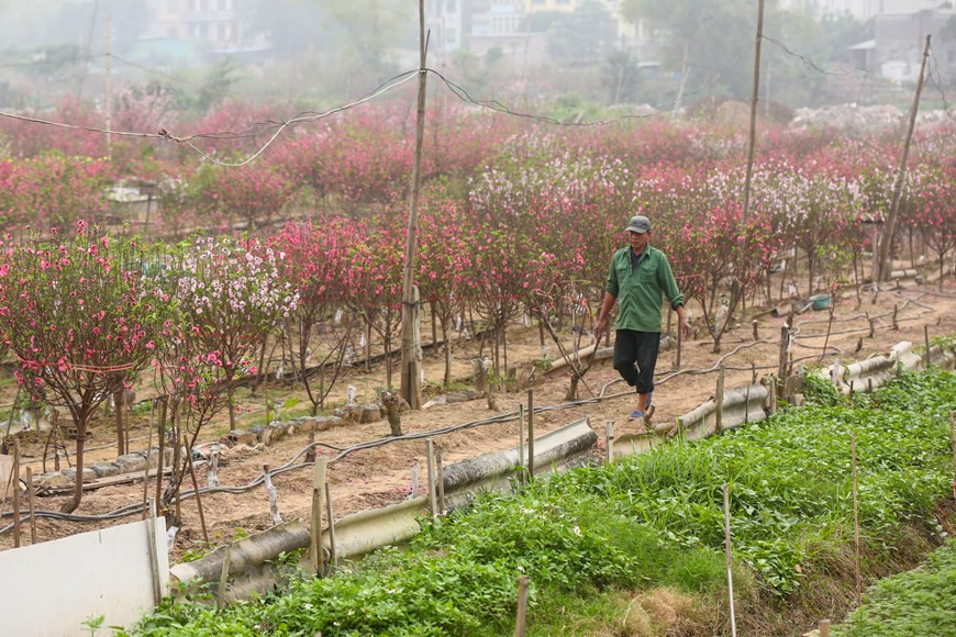 Solo casi 10 días antes del feriado de Tet, la fiesta tradicional más importante de Vietnam, muchas familias todavía cosechan flores para venderlas. Las flores de melocotón constituyen un símbolo de la mayor fiesta del año. De acuerdo con Nguyen Dinh Tuan, artesano en la aldea de floricultura de Nhat Tan, Hanoi, es difícil cuidar a estos árboles, e incluso más complejo garantizar que florezcan justo en el Año Nuevo Lunar, porque todo depende del clima. La temperatura perfecta para que los brotes de melocotón florezcan es de 14 y 15 grados Celsius, sin embargo, durante estos días se registra un intenso frío en las zonas norteñas del país.(Fuente: Minh Son/ Vietnam+)