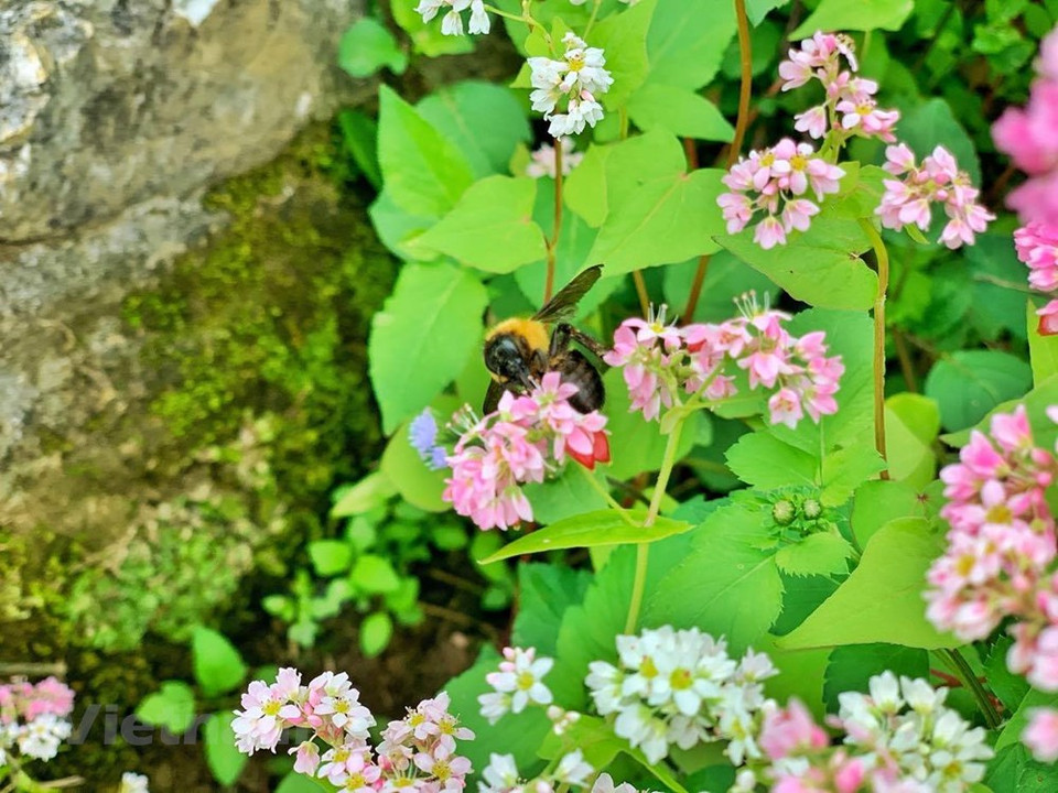 Las flores crecen mezcladas con rocas, adornan el cielo y la tierra de Ha Giang de manera más romántica y suave. (Foto: Xuan Mai / Vetnam +)