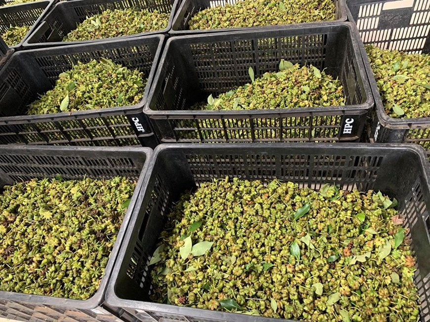 La empresa vietnamita Vina Samex JSC exportó productos orgánicos del arroz y té, así como artículos alimenticios, cosméticos y farmacéuticos. Su venta tiene como objetivo mejorar el prestigio de productos nacionales e internacionales certificados, valor agregado de productos y ampliar mercados. A su vez, los expertos del Banco Asiático para el Desarrollo pronostican que el crecimiento económico de Vietnam en 2020 se situaría en cuatro por ciento. Evaluaron que la base de la economía de Vietnam aún se mantendría si la pandemia se controlará en el segundo trimestre y se espera una tasa de crecimiento del 6,8 por ciento en 2021. Un grupo de expertos de la Universidad Nacional de Economía realizó una encuesta a 500 empresas sobre el impacto de COVID-19, y los resultados mostraron que el 93,9 por ciento de las empresas reconocieron que la enfermedad tuvo un impacto negativo en sus negocios. (Fuente: Vietnam+)