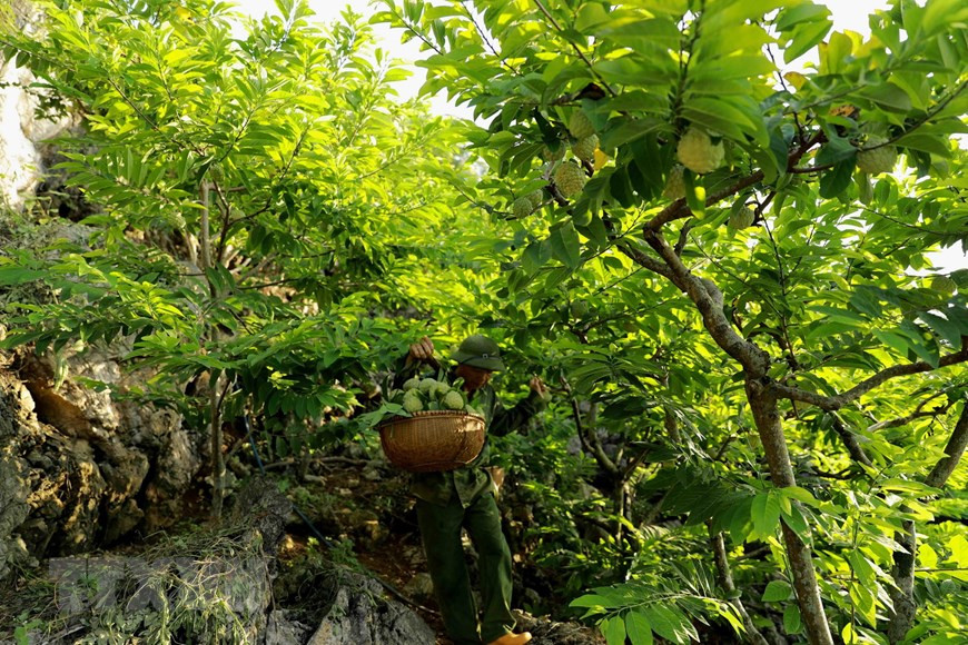 Lang Son posee unas tres mil hectáreas del cultivo de anón, y de ellas en 195 hectáreas se aplican las Buenas Prácticas Agrícolas de Vietnam (VIETGAP). (Fuente:VNA) 