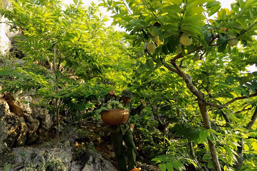 Lang Son posee unas tres mil hectáreas del cultivo de anón, y de ellas en 195 hectáreas se aplican las Buenas Prácticas Agrícolas de Vietnam (VIETGAP). (Fuente:VNA) 