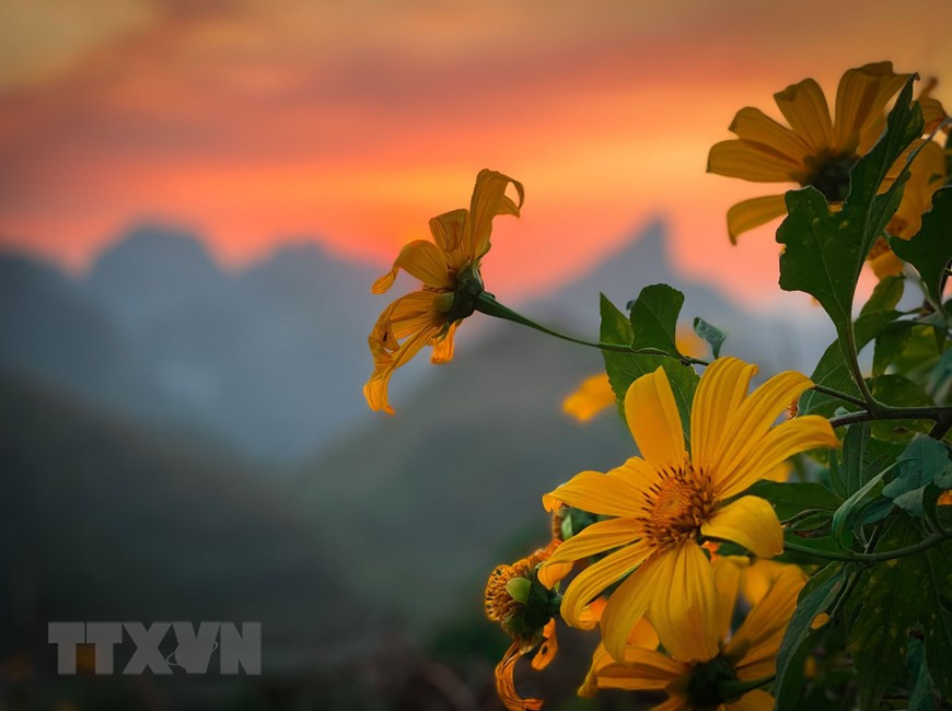 Belleza de botones de oro en Cao Bang (Fuente: VNA)