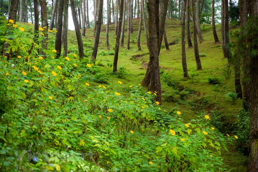Por primera vez al llegar al bosque de pinos Yen Minh, los visitantes sienten un ambiente tranquilo y relajado.(Fuente: VNA)