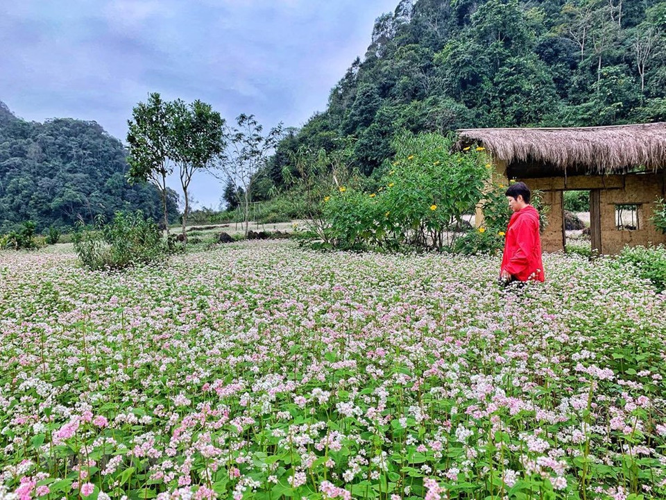 Los turistas románticos en medio de campos de flores de alforfón. (Foto: Xuan Mai / Vetnam +)