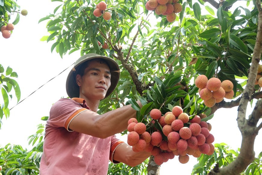 Este año, la provincia de Bac Giang cultivará 15 mil hectáreas de lichi Thieu bajo los estándares de VietGAP y 80 hectáreas bajo los estándares de GlobalGAP para su envío a la región europea. (Foto: VNA)