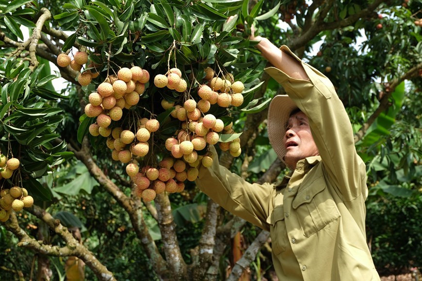 El campesino Hong Van An, de 68 años de edad, en el municipio de Chu, distrito de Luc Ngan, posee casi 40 años de experiencia plantando lichi (Foto: VNA)