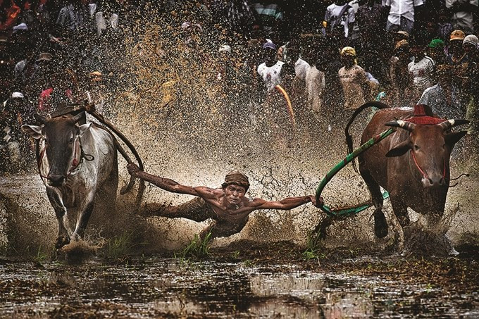 Carrera de búfalos, Indonesia