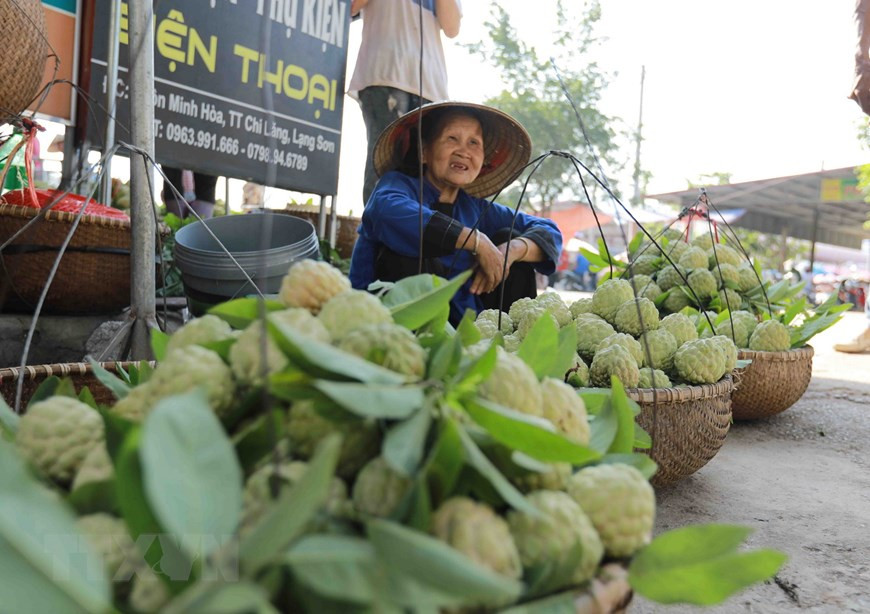 El anón Chi Lang se venden en el mercado homónimo, en la provincia de Lang Son. (Fuente:VNA) 