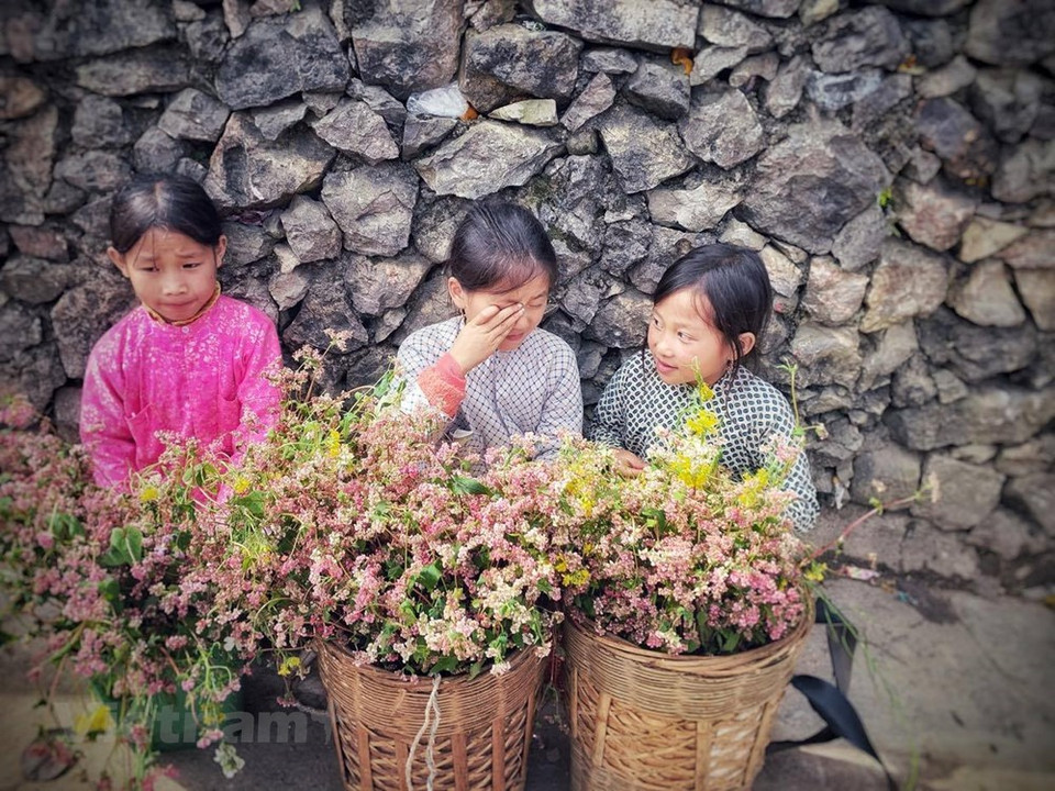 Los servicios de toma de fotografías con arbustos florales de alforfón en los destinos turísticos de Ha Giang. (Foto: Xuan Mai / Vetnam +)