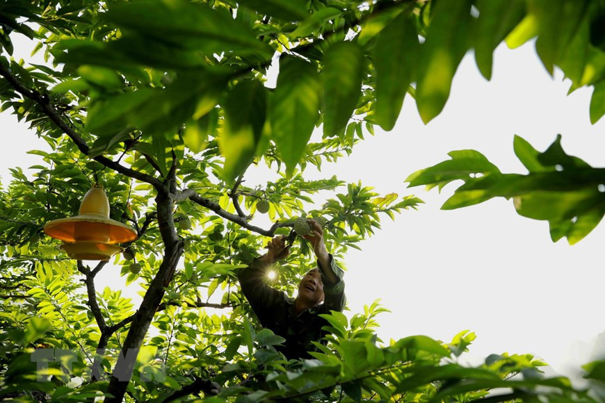 Agricultor local en el distrito de Chi Lang está cosechando frutas. El anón Chi Lang, es una marca conocida por su alto valor nutricional, sabrosa pulpa e índice glucémico bajo, y está catalogado en la lista de las 50 especialidades frutales de Vietnam. (Fuente:VNA)