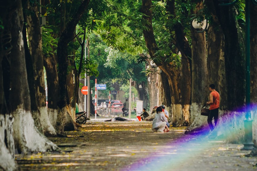 Phan Dinh Phung se considera "la calle más romántica" de Hanoi. A lo largo de él hay tres hileras de árboles y villas construidas durante la época colonial francesa. También alberga la Ciudadela Imperial de Thang Long, reconocida como patrimonio de la humanidad por la UNESCO en 2010. Puede pasear por calles como Phan Dinh Phung y Hoang Dieu en el distrito de Ba Dinh, que son famosas por sus hileras de árboles gigantes y mucho menos tráfico. En muchas calles de Hanoi se han plantado muchos tipos nuevos de árboles, como co dau (palma aceitera) y phong la do (arce rojo). (Foto: Vietnam+)