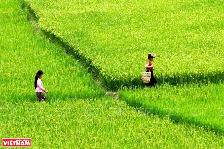 El arroyo Pung Hon ayuda a irrigar el campo de arroz de la población en la aldea de Lieng (Fuente:VNA)