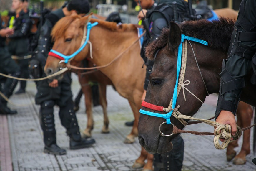 Los miembros de esta dependencia recién creada se ocupan también de la cría, cuidado y entrenamiento de los caballos, con el objetivo de alistarlos para cumplir las tareas asignadas. La Fuerza Móvil de la Policía se creó para entrenar y utilizar caballos en la lucha y la prevención de delitos, y actuar en situaciones de urgencia, especialmente en las áreas remotas o donde las condiciones del terreno son adversas y se dificulta el acceso y las maniobras de automóviles y motocicletas. Además, las razas seleccionadas cumplen los requisitos y poseen una alta adaptabilidad a condiciones extremas. Con el entrenamiento y la preparación adecuados pueden realizar misiones de patrullaje y responder rápidamente ante cualquier emergencia y disturbios organizados por fuerzas hostiles. (Foto: Vietnam+)