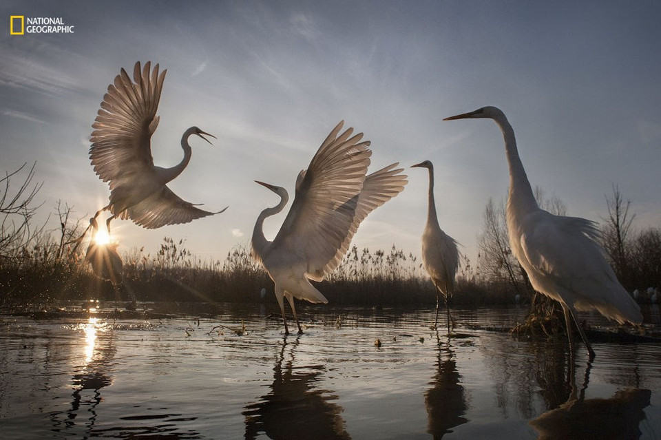 Foto de aves en tercer lugar de la competencia