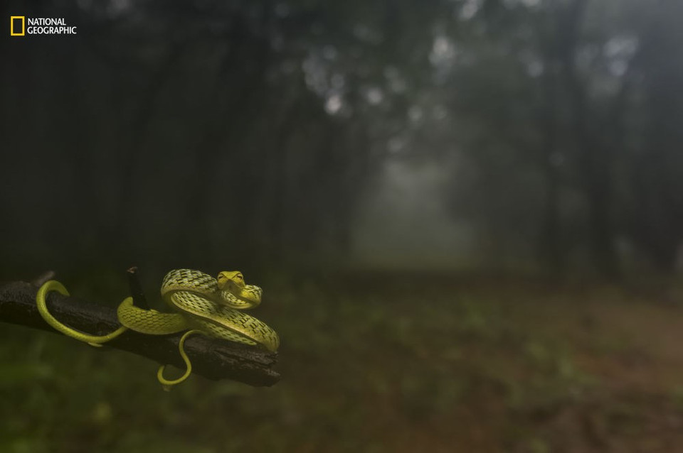 Una serpiente en India