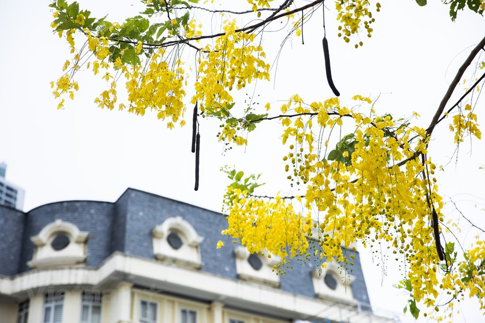 La temporada de floración de esta planta dura dos meses, de mayo a julio. La caña fístula representa la suerte y la esperanza de un futuro mejor. Esta planta, nativa del sur de Asia, tiene diferentes nombres en vietnamita debido a la forma de sus flores, tales como Hoa long den (flor de linterna), Bo cap nuoc (escorpión de agua) y Mai no muon (Ochna integérrima de floración tardía), entre otros. A fines de mayo, las cañas fístulas florecen en muchas esquinas de las calles de Hanoi. Además de fines decorativos, la caña fístula tiene usos medicinales, proporciona buena madera para la fabricación de carbón y muebles, y sirve como cortina protectora contra los vientos (Fuente: Vietnam+)