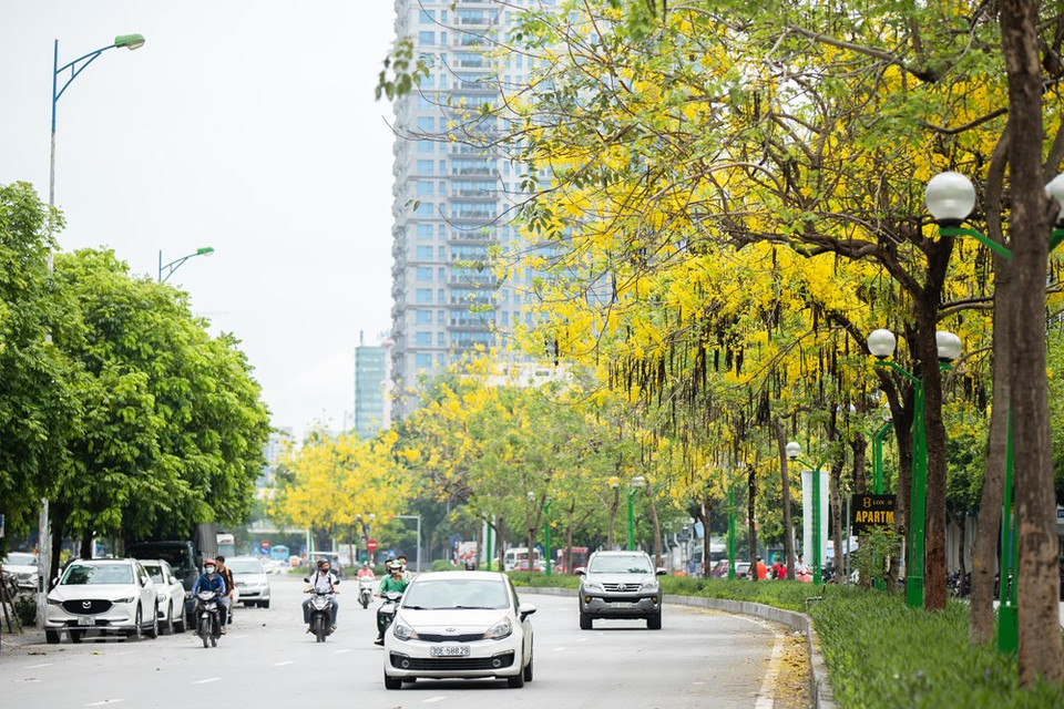 La Cassia fistula -nombre científico del caña fístula- pertenece a la familia Fabaceae y aunque nativo de la India se ha naturalizado por todos los países tropicales, por su encanto como árbol de tipo ornamental. A mediados de abril se cubren de amarillo con cantidad de ramilletes colgantes de flores aromáticas que, además, atraen a cantidad de abejas y mariposas. Es un árbol de mediana estatura que no supera los 10 metros de alto, con un crecimiento de tipo "llorón", que lo hace aún más especial para decorar nuestros jardines. Son ideales para ubicarse en zonas bajas y calientes, pues son muy tolerantes a la sequía e inclusive son relativamente tolerantes a suelos salinos (Fuente: Vietnam+)