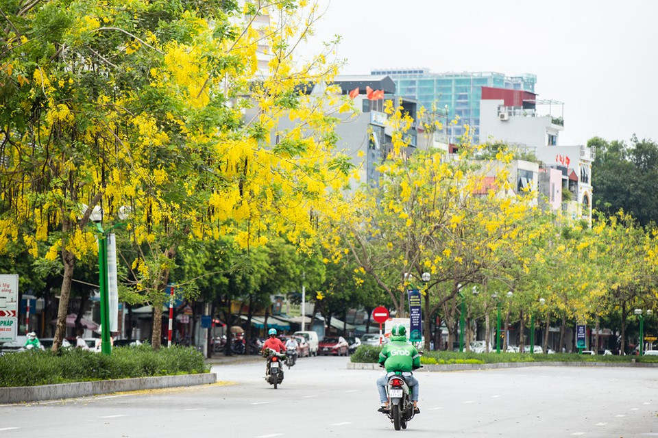 En verano, la sombra bajo su copa, a pesar de la profusión de flores, es un poco ralona ya que pierde parcialmente sus hojas. Mientras, en época de invierno dan una sombra espesa pues se cubren de follaje. Considere entonces, al escoger el sitio para la siembra, la luz que requieren las plantas que ubique debajo. Un árbol adulto puede llegar a tener un diámetro de siete metros. Aquellos que cuentan con suficiente terreno pueden pensar en sembrar estos árboles a ambos lados del sendero de entrada. Es algo bellísimo. Es mejor plantarlos con siete metros de distancia entre cada uno, para permitirles un buen desarrollo (Fuente: Vietnam+)