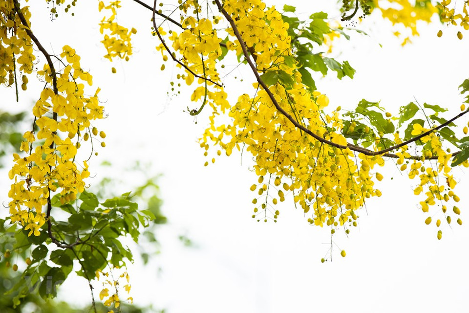 Numerosos ambientalistas han expresado su apoyo a la necesidad de aumentar la cobertura de árboles en el núcleo metropolitano de Hanoi y otras áreas. Además de ayudar considerablemente en la conservación del medio ambiente y mejorar la calidad de vida de los pobladores, las cualidades culturales y turísticas de una ciudad aumentarán a medida que crezca su población de árboles. Sin embargo, a partir de ahora, las unidades gubernamentales son las únicas responsables de la plantación, protección y mantenimiento de los árboles. Por esta razón, todos los ciudadanos deben unirse para plantar nuevos árboles y mantener la salud de los que ya están allí para que los árboles maduren y se conviertan en una barrera robusta que proteja el medio ambiente (Fuente: Vietnam+)