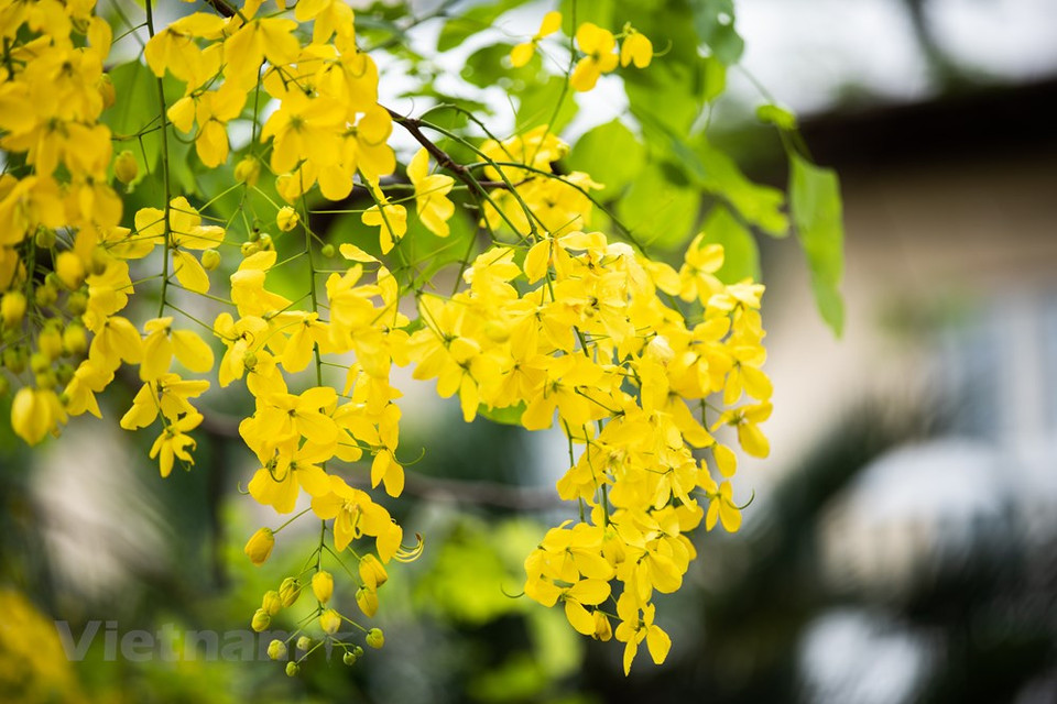 Sin dudas, es un remedio infalible por muchos testimonios que hemos recibido de personas que padecen de estreñimiento severo y sin embargo con este tipo de remedio natural resuelven el problema. La ciudad capital vietnamita de Hanoi quiere plantar más árboles a lo largo de sus vías urbanas hacia la meta de 250 mil este año. Esta iniciativa tiene como objetivo ayudar a lograr la ambición del Gobierno de plantar mil millones de árboles en el período 2021-2025. Pham Van Dong, Vo Chi Cong, Van Cao, Hoang Quoc Viet y la avenida Thang Long son algunas de las calles de Hanoi que ahora tienen un aspecto más verde gracias a la adición de árboles (Fuente: Vietnam+)