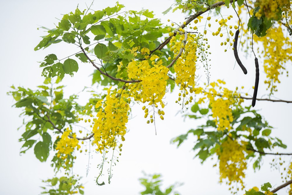 Durante los días del verano, las carreteras que rodean el lago del Oeste de Hanoi se tiñen con el color amarillo de las flores de caña fístula. Sus pétalos amarillos trazan hermosas decoraciones en el cielo azul. La temporada de floración de esta planta dura dos meses, de mayo a julio. La caña fístula representa la suerte y la esperanza de un futuro mejor. Esta planta, nativa del sur de Asia, tiene diferentes nombres en vietnamita debido a la forma de sus flores, tales como Hoa long den (flor de linterna), Bo cap nuoc (escorpión de agua) y Mai no muon (Ochna integérrima de floración tardía) (Fuente: Vietnam+)