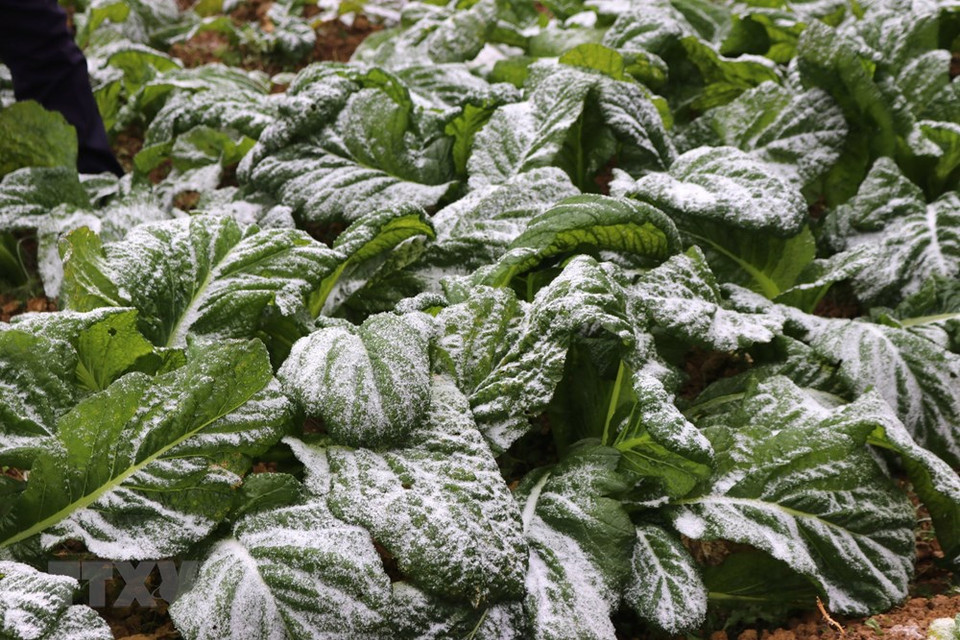 El hielo y la nieve aparecen en varias áreas montañosas de Ha Giang y hay lugares que reportan temperaturas de hasta menos un grado centígrado (Fuente: VNA)