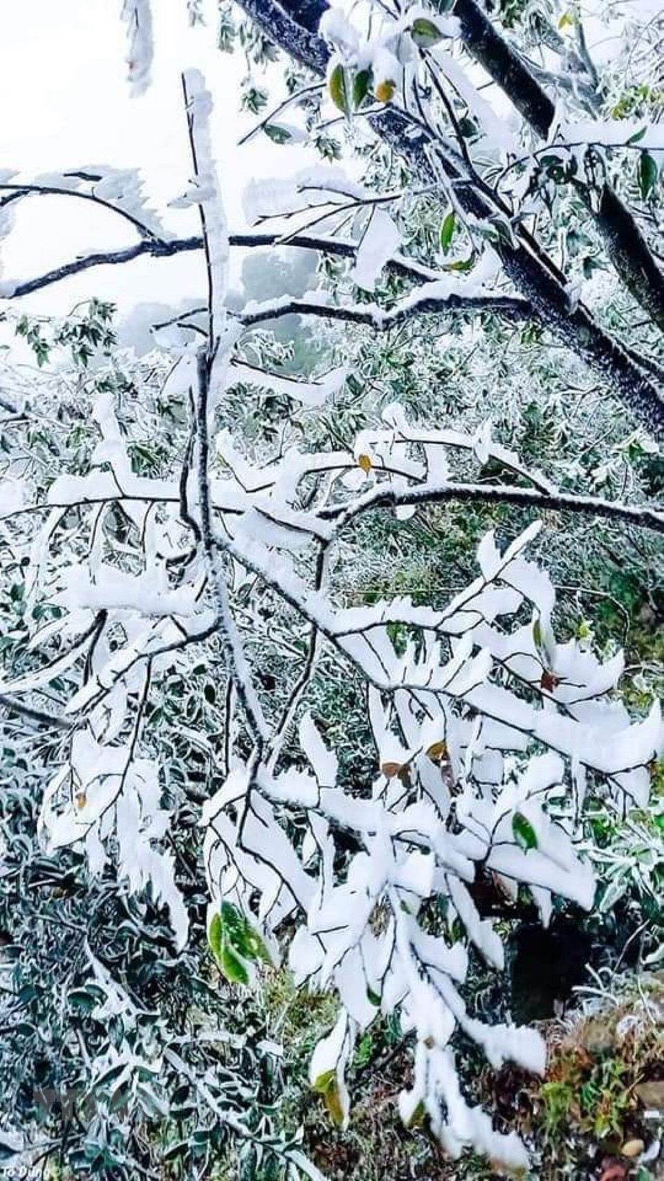 El congelamiento en la cordillera de Khau Pha, distrito de Mu Cang Chai, Yen Bai (Fuente: VNA)