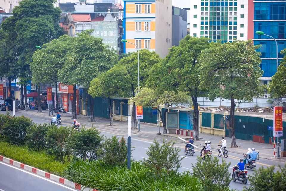 El otoño en Hanoi tiene un clima frío, lo que hace que las flores de Alstonia Scholaris se destaquen más por su color y fragancia distintivos. Todas las tardes, el aroma perfumado de las flores impregna el aire, y en las calles con una alta densidad de esta planta, es tan fuerte que puede llegar a ser incómodo para muchas personas. Sin embargo, también recuerda al otoño de Hanoi, inspira a los poetas, músicos y artistas y despierta sentimientos indescriptibles. Los caminos también se vuelven más poéticos de lo habitual gracias a las flores blancas. En las noches sin viento, su fragancia hace que el ambiente otoñal sea más romántico y poético (Foto: Vietnam +)