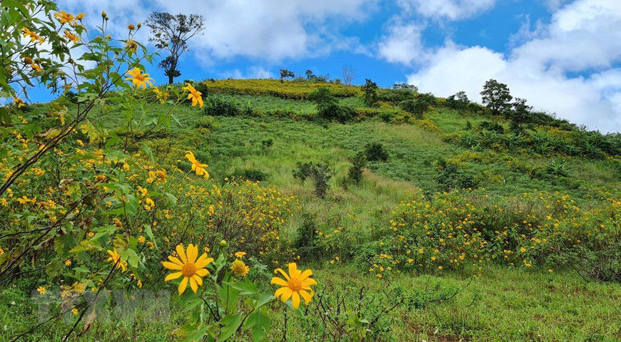 La belleza de flores de botón de oro en la cima del volcán Chu Dang Ya, en el distrito de Chu Pah (Fuente: VNA)
