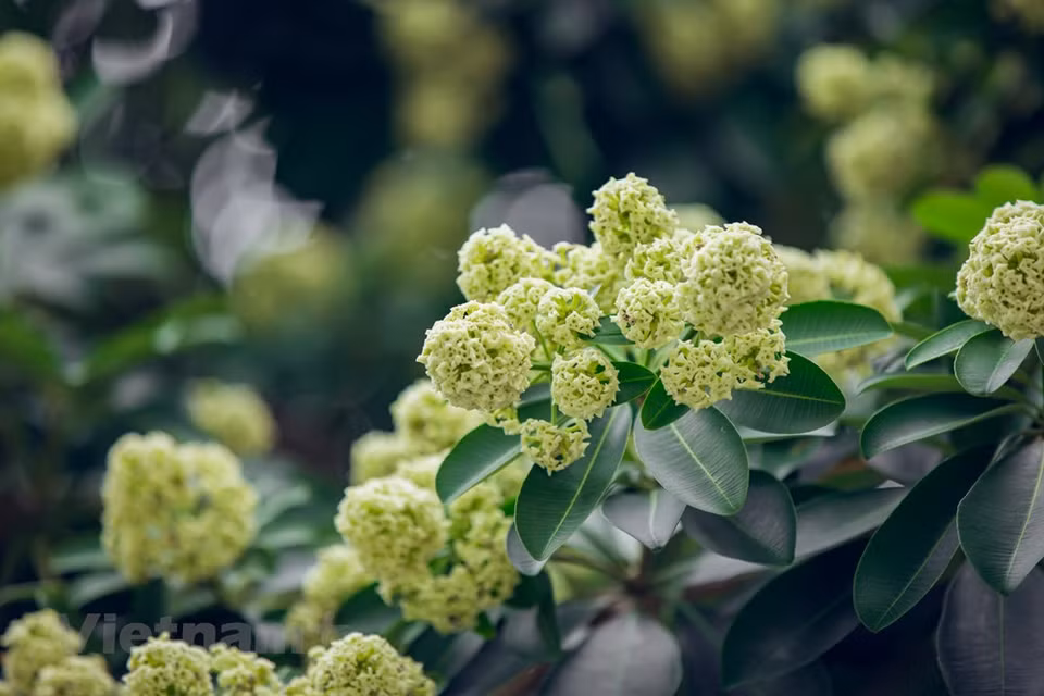 Al referirse al otoño, los vietnamitas piensan inmediatamente en Hanoi con las brisas frescas, el sol dorado, las hojas rojas de los almendros, las casas coloniales antiguas y, especialmente, el aroma de la flor de Alstonia scholaris, con su belleza simple y aroma inconfundible. Mucha gente que se va lejos de Hanoi recuerda ese aroma distintivo. Porque la sensación de caminar por cada pequeña calle, disfrutando lentamente del perfume de la flor de Alstonia scholaris en el aire en los días otoñales de Hanoi, no se encuentra en ningún otro lugar. Las flores de Alstonia scholaris han entrado en la poesía. Su aroma es también una señal de la llegada del próximo otoño (Foto: Vietnam +)