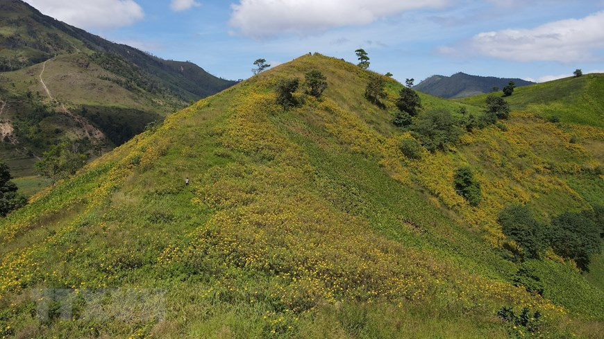 Las flores de botón de oro en las laderas y montañas de la provincia altiplana de Gia Lai (Fuente: VNA)