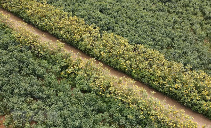 El amarillo de las flores de botón de oro embellece ambos lados del camino hacia las aldeas de la provincia altiplana de Gia Lai (Fuente: VNA) 