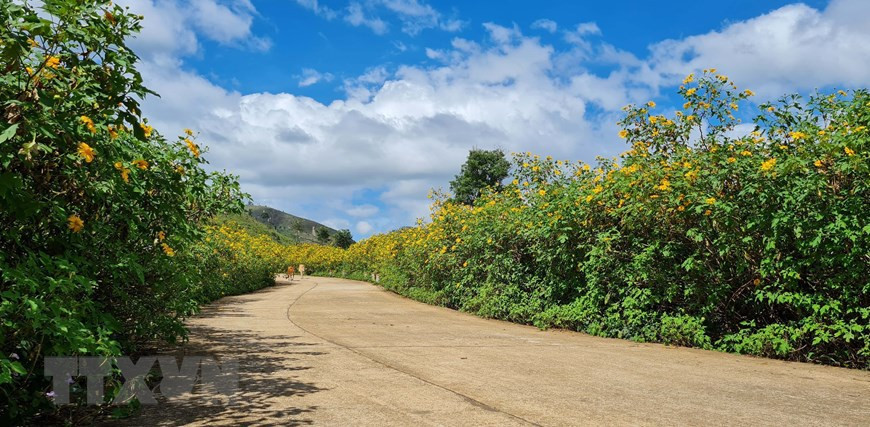  Las flores de botón de oro relucen en las carreteras de la provincia altiplana de Gia Lai (Fuente: VNA)