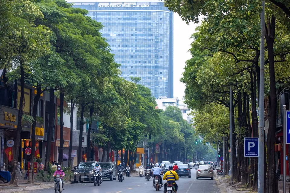 La luz del sol ilumina los árboles y las hojas caen en las calles. La frescura hace más romántica a Hanoi en los días de otoño. El momento más bello del otoño hanoiense es al amanecer, con la salida del sol, cuando los rayos dorados invaden las calles, evocando poéticos paisajes. Especialmente, los pequeños racimos de flores blancas en las calles crean un escenario diferente para Hanoi en los días de otoño. Las esquinas de las calles con flores de Alstonia scholaris forman un cuadro encantador. Las brisas del otoño llevan la fragancia delicada de las flores de Alstonia scholaris y la imbuyen en cada capitalino. Mucha gente que se va lejos de Hanoi anhela ese aroma perfumado (Foto: Vietnam +)