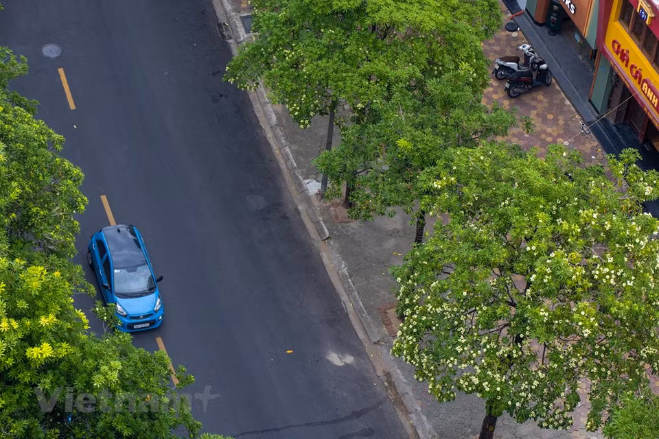 Se puede decir que las flores de Alstonia scholaris son la característica del otoño de Hanoi, inspirando multitud de sentimientos en la gente. Cuando el clima en Hanoi comienza a ponerse frío y la intensa fragancia de Alstonia Scholaris impregna el aire en las calles de la capital. Esta flor brota desde mediados de septiembre hasta diciembre con un aroma típico, por lo que se destaca la fragancia de esta planta como símbolo del otoño de Hanoi. La capital vietnamita tiene calles famosas por el apasionado aroma de las flores de Alstonia scholaris como Trung Hoa, Nguyen Du, Quan Thanh, Nguyen Chi Thanh. Mucha gente que se va lejos de Hanoi anhela ese aroma perfumado (Foto: Vietnam +)
