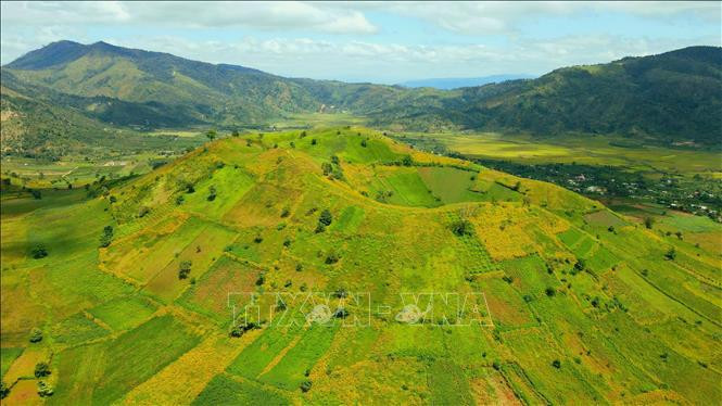 La belleza de flores de botón de oro en la cima del volcán Chu Dang Ya, en el distrito de Chu Pah (Fuente: VNA)